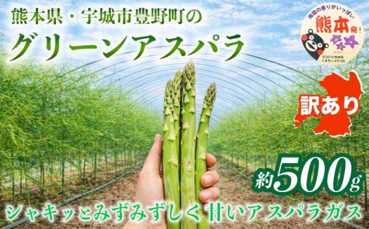 訳あり アスパラガス グリーンアスパラ アスパラ あすぱら 約500g (S～L) 【2026年7月上旬～2026年10月中旬発送予定】野菜 春野菜 旬野菜 生鮮食品 熊本 熊本県 宇城市 みずみずしい 甘い シャキシャキ やわらかい 日本フルーツ