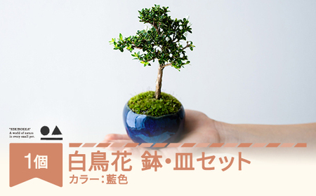 【鉢皿色・藍色】 白鳥花 ハクチョウゲ 盆栽 植物 石木花 sw-bohkx380 ※沖縄・離島への配送不可