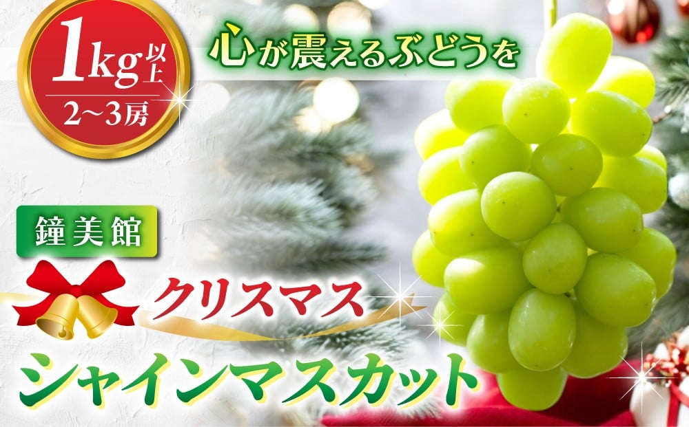 
            【先行受付2026年発送】標高750mで育ったクリスマスシャインマスカット1キロ以上（2～3房） ｜鐘美館　※2026年12月22日発送
          