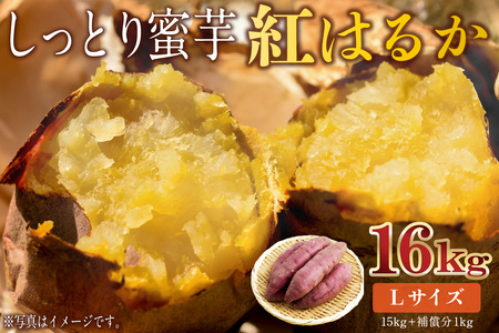 さつまいも　紅はるか　Lサイズ　16kg mi0084-0009-7