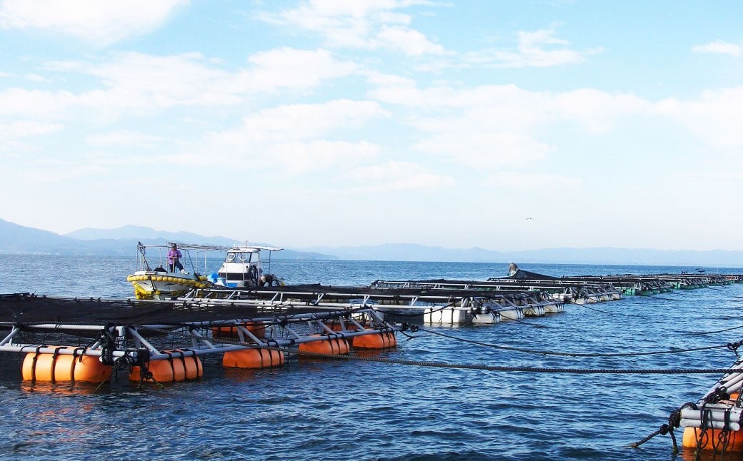 南国サーモン 約400g 皮付き