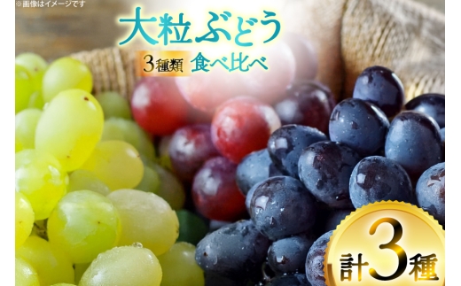 【期間限定発送】 ぶどう 3種 食べ比べ セット ( シャインマスカット ピオーネ クイーンニーナ マイハート クイーンセブン ) [四釜昌和 山形県 高畠町 tk06ayt020007] ぶどう ブ