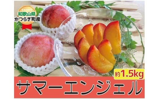 すもも〇希少品種〇「サマーエンジェル」約1.5kg【7月上旬から7月中旬頃発送予定】