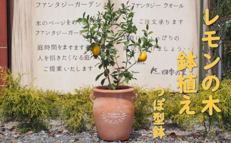 苗木 レモン レモンの木 鉢植え つぼ型 テラコッタ鉢 苗木