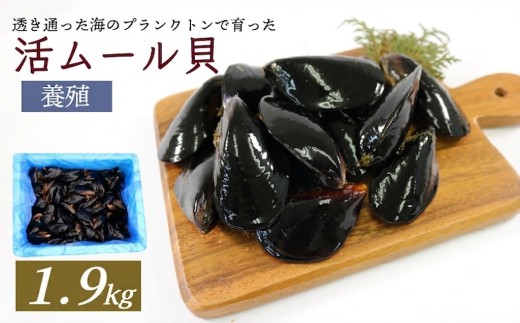 活ムール貝 1.9kg 貝 むーるがい 活 ムール貝 限定 養殖 貝類 三陸産 パエリア 蒸し パスタ 酒蒸し ピザ 海鮮 殻付き 新鮮 国産 大船渡市 岩手県 魚介 冷蔵 しゅうり貝 イガイ ムラサキガイ 三陸ムール貝