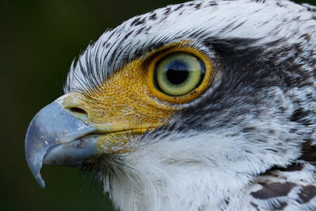 Canon 望遠レンズ RF1200mm F8 L IS USM