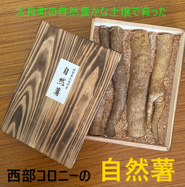 
            NB-11 太良町産 自然薯［カット］約1kg（4～5本） 木箱入り
          