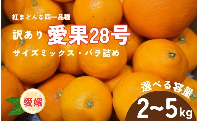 
                  【2026年先行予約】 訳あり みかん 愛果28号 【選べる容量】 2kg 5kg サイズミックス 【2026年12月中旬から順次発送予定】 紅まどんなと同一品種 愛媛 数量限定 柑橘 伊予市
                