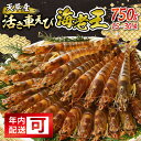 【ふるさと納税】【年内配送可】 【 着日指定 】 活き 車海老 えび 海老王 750g 新鮮 活きたままお届け 最高級 鮮度抜群 食品 食べ物 海の幸 海鮮 魚介類 シーフード パスタ エビチリ エビフライ 刺身 塩焼き 車えび エビ 幸福堂 熊本県 天草市 お取り寄せ 送料無料