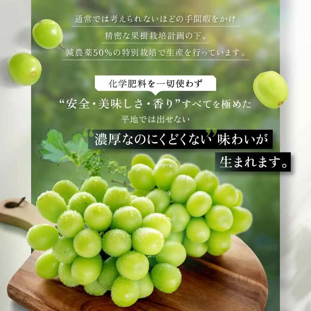 特別栽培 減農薬 シャインマスカット 2房 1.2㎏ 山梨シャインマスカット