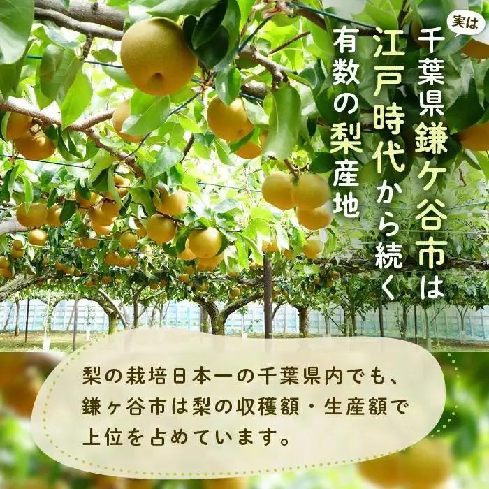 【かおり3kg】かまがやの梨