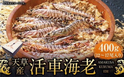 【配送指定日必須】天草産活車海老 400g 12～17尾 活き車海老 車海老 車エビ 活き海老 活きエビ えび 海老 エビ 新鮮 魚介 【発送期間2025年11月5日から2026年3月31日】