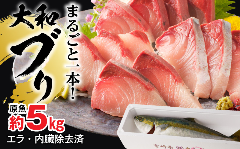 まるごと一本！大和ブリ 原魚約5kg N072-YC816