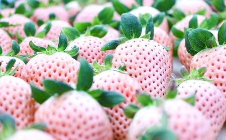 【完熟クラフト苺BERRY】有名シェフ御用達【樹上完熟いちご 欲張り３種セット（白いちご＋赤２品種）】約1500g（出荷2025年12月上旬～2026年5月下旬）