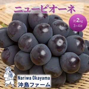 ピオーネ 沖島ファーム 化粧箱入り 岡山県産 ピオーネ【約2kg 3～4房】【先行予約】