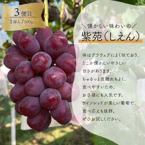 【発送月固定定期便】葡萄1房お試し3回便 ピオーネ・シャインマスカット・紫苑(岡山県産)全3回【配送不可地域：離島】【4061983】