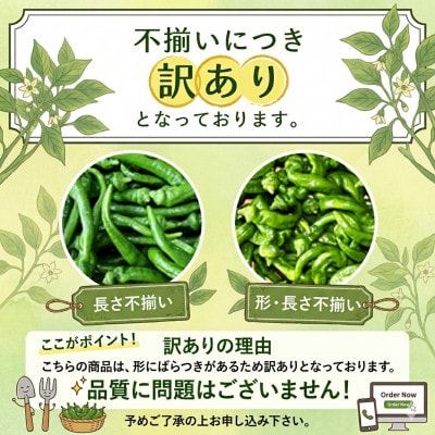 「訳あり品」万願寺甘とう　2kg【配送不可地域：離島】【1731211】