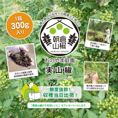 
                  朝倉山椒の実山椒　300g×1【1425991】
                