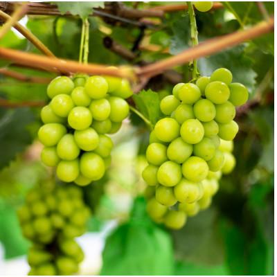 ふるさと納税 津山市 SUMU シャインマスカット・オータムハーベスト 2022(375ml) |  | 02