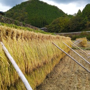 雲の上の稲木米