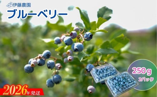 
            No.3243　ブルーベリー（生）約250ｇ×2パック
          
