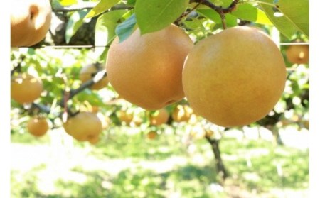 No.2185福島の梨　秋月または南水　約3kg【2024年発送分】