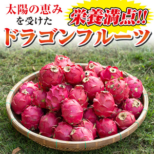 No.1145 《数量・期間限定》鹿児島県産！ドラゴンフルーツ(1.8kg・3個～6個) 国産 鹿児島 日置市 産地直送 スイーツ デザート 果実 果物 くだもの フルーツ 栽培期間中 農薬不使用 無