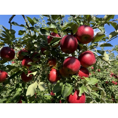 クセになる酸味、お菓子作りに良し!生食でも良し!青森県産　紅玉(こうぎょく)　【贈答用】約3キロ【配送不可地域：離島】