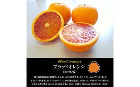 【希望の島】 ブラッドオレンジ 特選品 中玉 2kg 愛媛県 松山市 中島産 オレンジ 柑橘 贈答用 果物 くだもの フルーツ デザート 国産 常温 【2026年3月上旬～4月下旬迄順次発送予定】（1