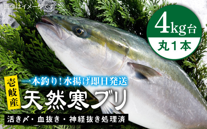 
            壱岐島産天然寒ブリ（4キロ台・丸もの） 《壱岐市》【壱岐島　玄海屋】[JBS002] ぶり 寒ぶり ブリ 魚 刺身 しゃぶしゃぶ 40000 40000円  のし プレゼント ギフト
          