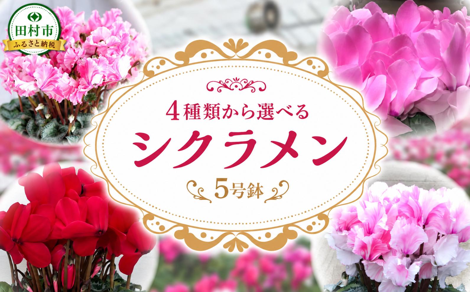 
                  ＼4品種から選べる／ シクラメン 5号鉢 シュトラウス ミルキーガール ピーチ キャンディーケーン  11月下旬発送 贈答 ギフト ラッピング 花 フラワー 冬の花 季節の花 高品種 鉢植え プレゼント クリスマス 福島県 田村市 フローラハシモト
                