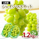 【ふるさと納税】山形のぶどう シャインマスカット 1.2kg以上(2房) 【令和7年産先行予約】FU22-225くだもの 果物 フルーツ 山形 山形県 山形市 お取り寄せ 2025年産