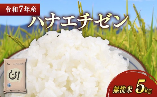 ★無洗米★ 令和7年 彦根産 ハナエチゼン 5kg お米 白米 無洗米 米 こめ コメ おこめ ご飯 ごはん はなえちぜん おすすめ 送料無料 滋賀 彦根 ひこね