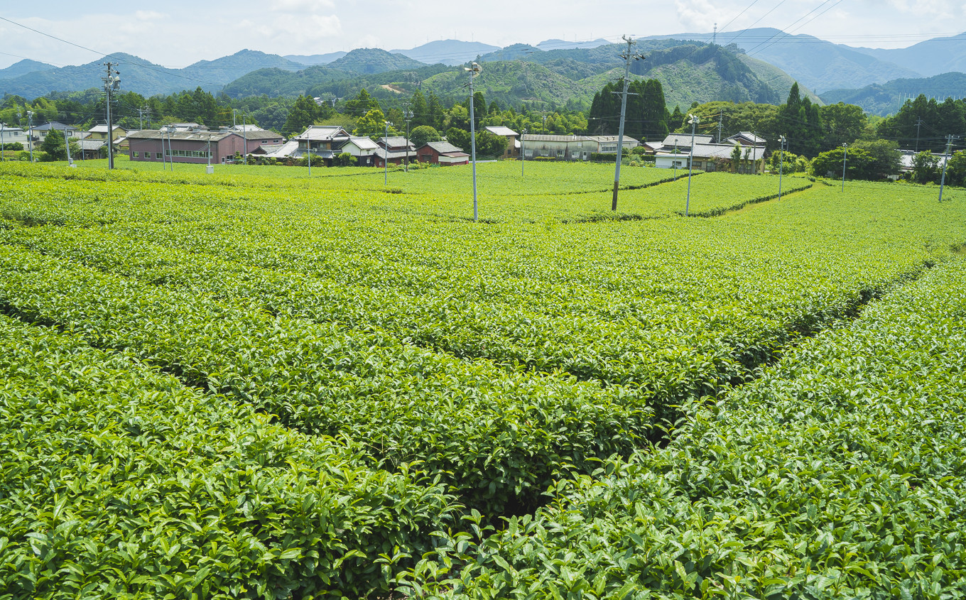 お茶は、三重県産のブランド茶『伊勢茶』を使用！
豊かで上質な香味とビターな味が特徴です。