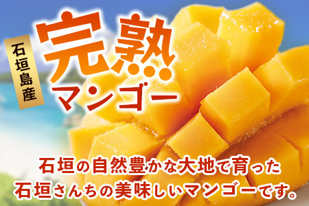 【先行予約】石垣島産 《樹齢30年》マンゴー (アーウィン種) 約2kg(5～6玉) 《6月中旬頃より順次発送》【産地直送 沖縄 石垣 フルーツ マンゴー】TP-2