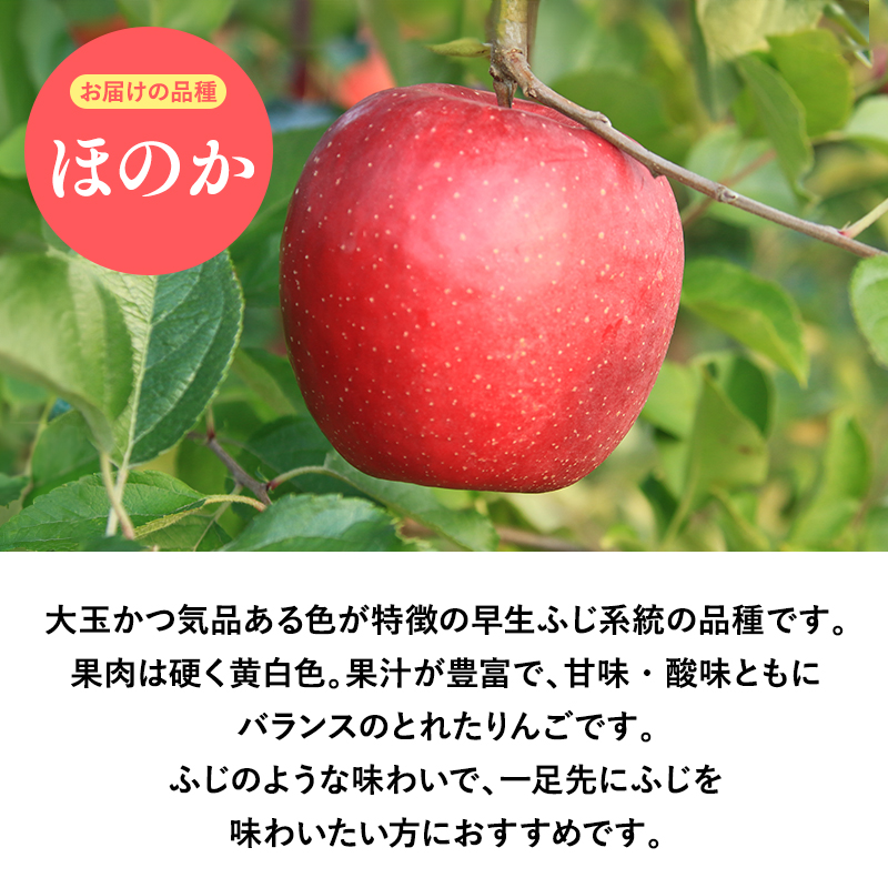 １０月発送　【訳あり】家庭用ほのか10ｋｇ　【そと川りんご園・１０月・青森県産・平川市・りんご・ほのか・10ｋｇ・訳あり・家庭用】
