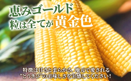 北海道産 とうもろこし 恵味 ゴールド 2L 8本 8月中旬～9月下旬頃お届け 朝採り 恵味 めぐみトウモロコシ スイート コーン 甘い 新鮮 先行受付 夏 野菜 産地直送 塩田農園 送料無料 北海道