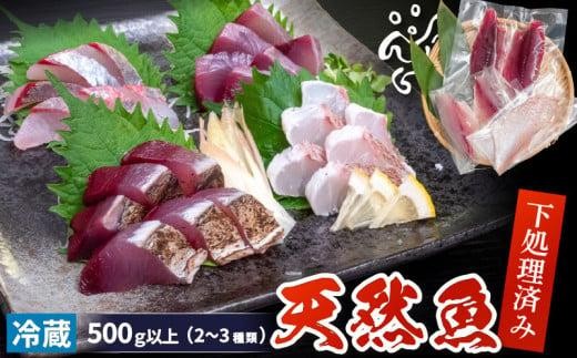 天然 鮮魚 詰め合わせ 朝獲れ直送 下処理済み 2~3種入り 500g以上 （2026年8月出荷） 冷蔵 刺身 魚種お任せ 水揚げ 海鮮 魚介 産地直送 新鮮 魚 鮮魚ボックス