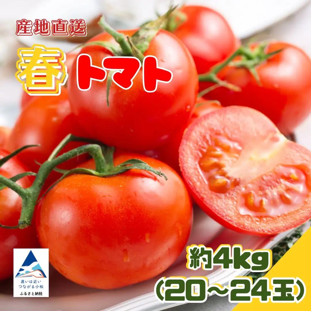 春トマト  20玉～24玉（約4kg）小松産 野菜 春とまと | 石川県 小松市【JAあぐり】