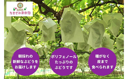 ナガノパープル たきざわ果樹園 長野県産 ナガノパープル【約1kg以上 2房】