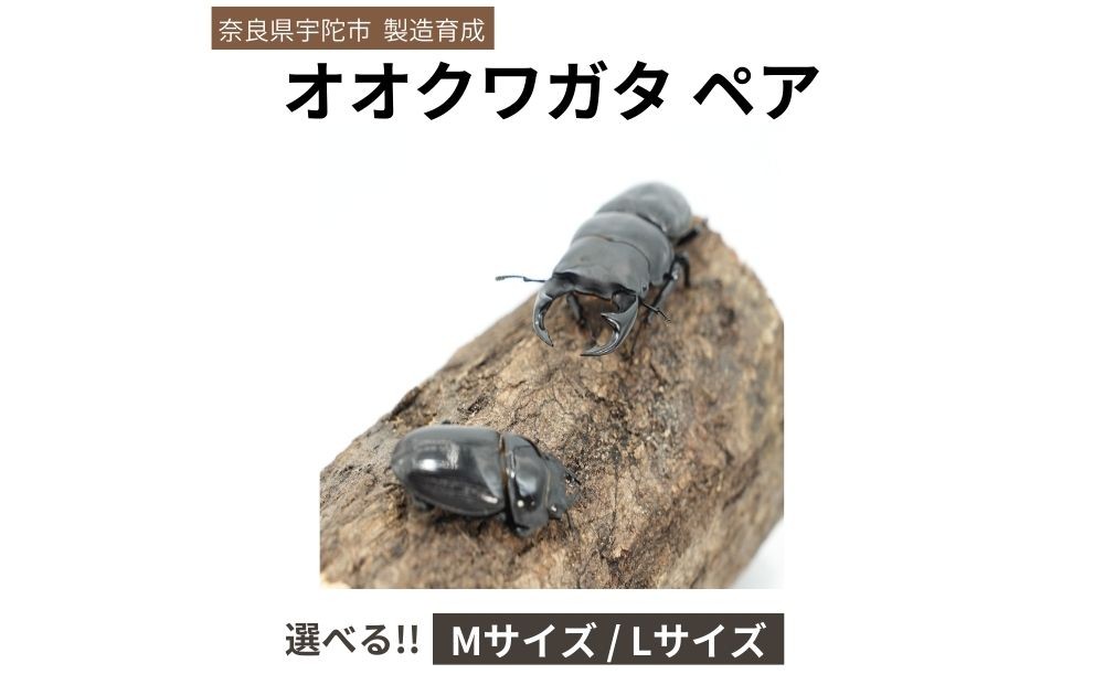 
                  ＜選べるサイズ＞オオクワガタ（Mサイズ ペア / Lサイズ ペア）/ ふるさと納税 オオクワガタ ペア メス オス 成虫 夏休み 国内生育 奈良県 宇陀市 アンカー行政書士事務所
                