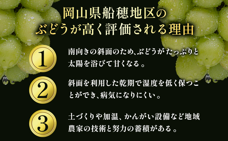 ぶどう 岡山県船穂地区産 プレミアム シャインマスカット 晴王 赤秀 1.2kg 2房 彩美菜果《9月上旬-11月中旬頃出荷》 マスカット 岡山県 浅口市 フルーツ 果物 贈り物 国産 くだもの 9月