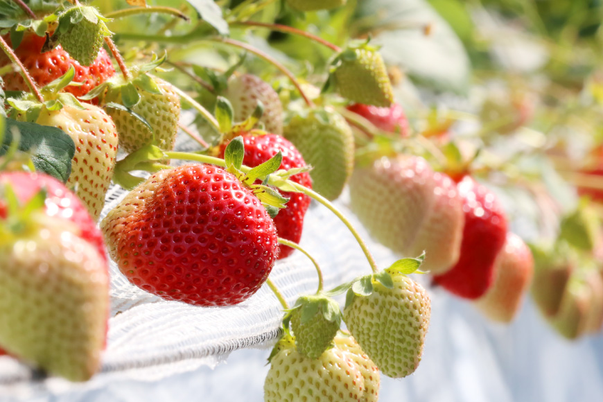 【期間限定発送】 いちご あまおう 厳選大粒 4p [THE FARM_strawberry 福岡県 宇美町 um40azo780007] イチゴ 苺 大粒 フルーツ 果実 甘い 小分け