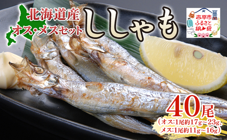 ししゃもセット オスメス魚貝類干物北海道産 ししゃもセット【40尾】