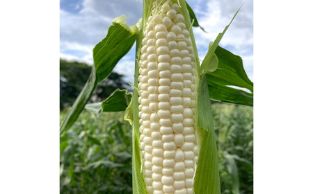 ≪2026年先行予約≫【お天道農園】山形県産 とうもろこし ホワイトコーン ピュアホワイト 2.7kg（7～9本） 2026年7月下旬から順次発送 F2Y-6973