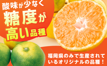 【★先行予約★　2025年9月下旬より発送】早味かん 約5kg 広川町 / JAふくおか八女農産物直売所どろや[AFAB075]