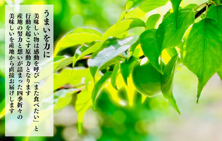 和歌山のうめドリンク 180ml × 24本  和歌山産 紀州の梅使用 無添加 ストレート 【みかんの会】