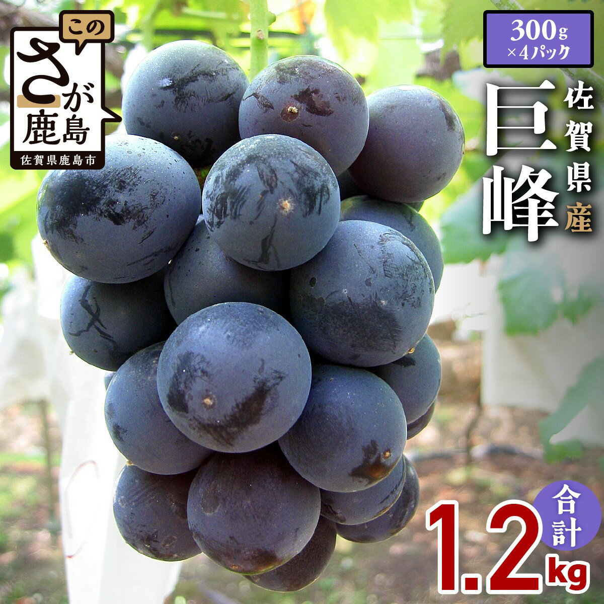 【ふるさと納税】【先行予約】【数量限定】毎年人気の巨峰◆佐賀県 鹿島市産 巨峰 【300g×4パック 計1.2kg 】 ふるさと納税 巨峰 ぶどう 葡萄 果物 フルーツ 果実 スイーツ くだもの 国産 佐賀県 鹿島市 ふるさと 人気 送料無料 B-69