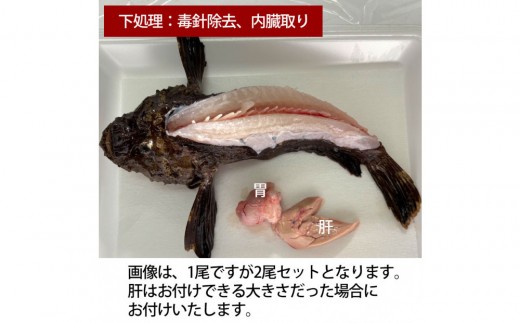 【内臓、背中の毒針除去】【先行予約】活き締めオコゼ2尾セット（2人前）ポン酢付き 虎魚 おこぜ 薄造り 唐揚げ