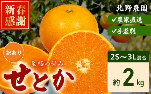 
                  【2027年先行予約】訳あり せとか 和歌山 有田 2S～4Lサイズ混合 約2kg_DZ6230
                